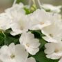 Sunpatiens – Compact White – 8″ Hanging Basket